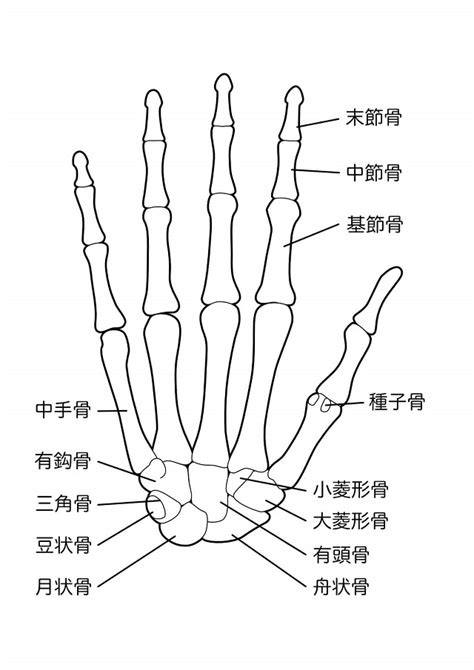 手骨|手根骨や手指の解剖や筋肉をイラストで徹底解説！覚。